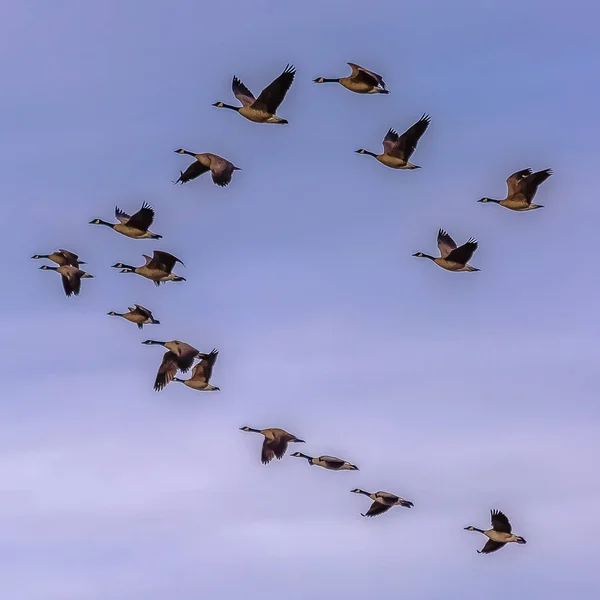 Rebanho quadrado de pássaros voando contra o céu azul nebuloso com nuvens — Fotografia de Stock