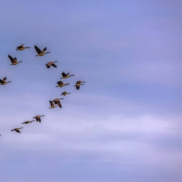 Vierkante frame kudde vogels vliegen tegen wazig blauwe lucht met wolken — Stockfoto