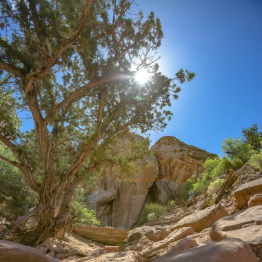 Güneş Moab Utah yaprakları ile göz atma