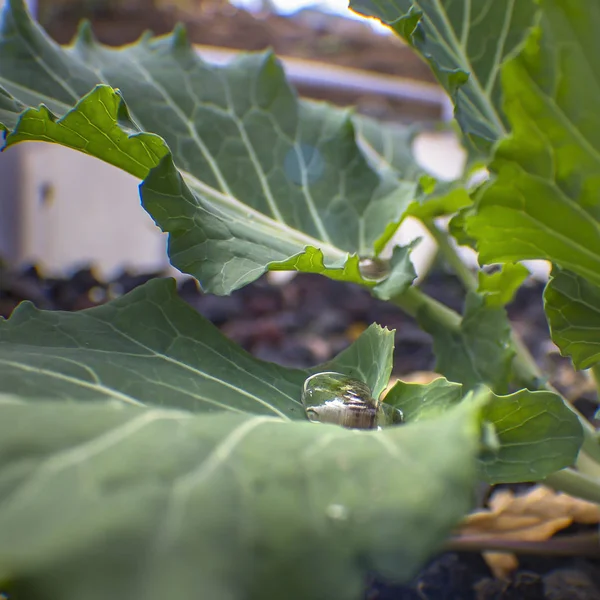 Dewdrops caught on green leaves of a plant — Stock Photo, Image