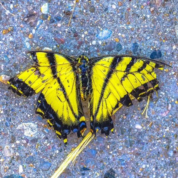 Papillon jaune et noir mort un trottoir — Photo