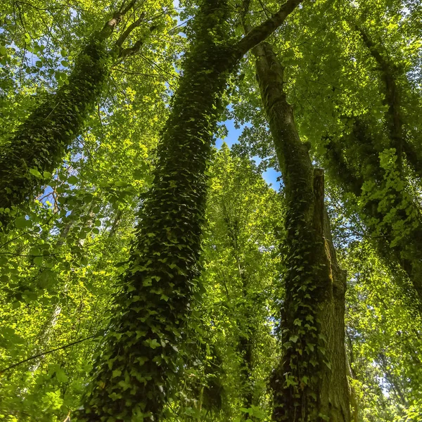 Vines thriving on the trunks of tall trees — Stock Photo, Image