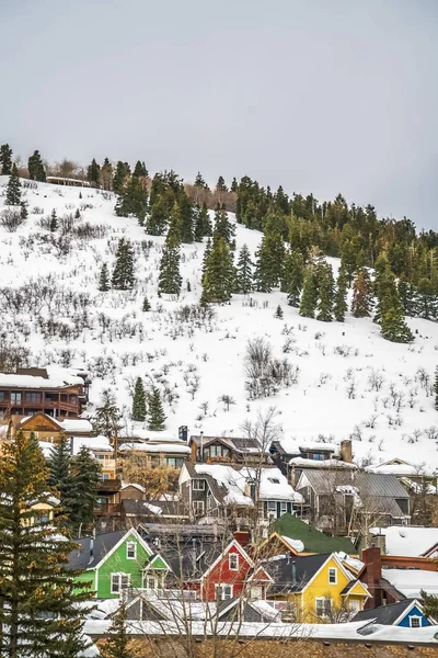 Residential area and lush coniferous trees on a mountain with snow in winter — Stock Photo, Image