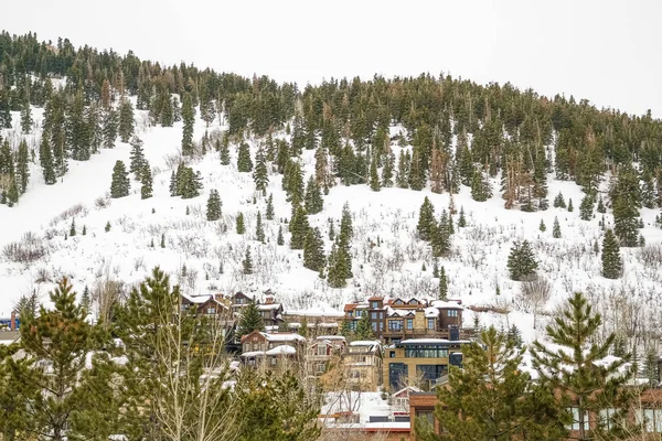 Vue panoramique hivernale de conifères luxuriants sur une montagne couverte de neige — Photo