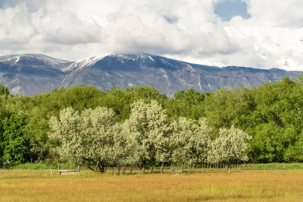 Magnifica montagna torreggiante su alberi lussureggianti e ampio campo erboso — Foto Stock