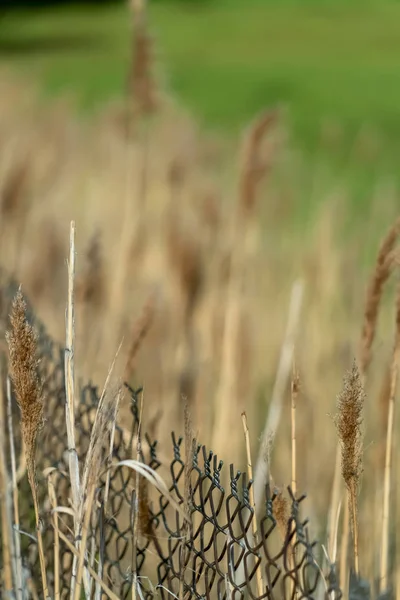 Primer plano de hierbas marrones creciendo alrededor de una cerca de eslabones en un día soleado — Foto de Stock
