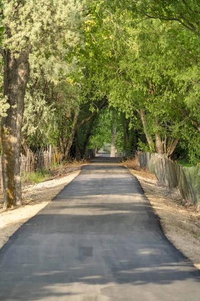 Road with canopy of vivid green leaves of tall trees on a sunny day