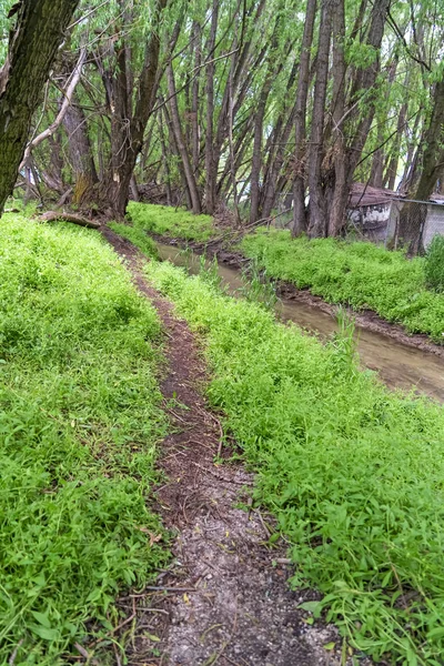 Пішохідна стежка і струмок в оточенні трав і дерев у лісі — стокове фото