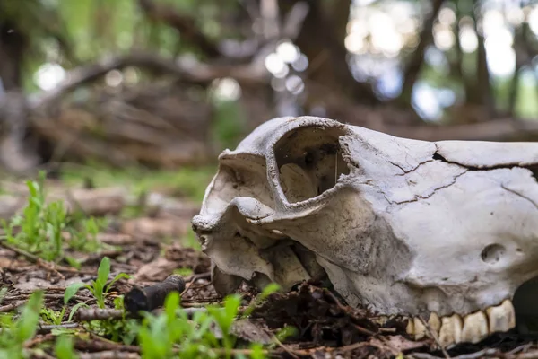 Close up de crânio branco e dentes de um animal morto deitado no chão da floresta — Fotografia de Stock