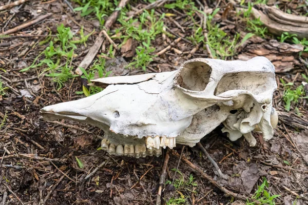 Close up view of the white skull of a dead animal lying on the forest ground — Stock Photo, Image