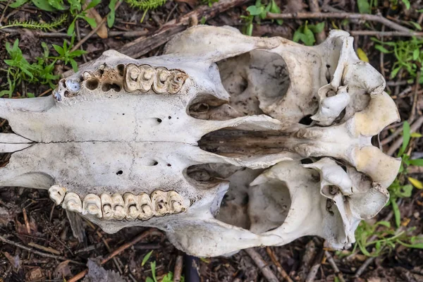 Feche a parte inferior de um animal morto crânio branco no deserto — Fotografia de Stock