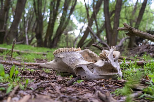 CLose up of animal skull in the forest ground against blurred trees and sky