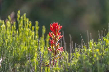 Güneşli bir günde görüntülenen ormanda yetişen kırmızı çiçekli bir bitkinin yakın çekim