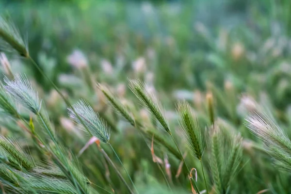 Vista de perto de plantas verdes com caules finos cobertos com espigas brancas finas — Fotografia de Stock