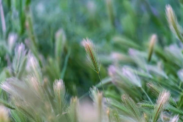 Närbild av gräs med smala gröna stjälkar toppad med tråd som vita spikar — Stockfoto