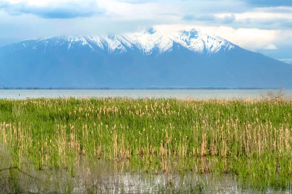 Hierbas que prosperan en las partes poco profundas de un lago con fondo de montaña nevado — Foto de Stock
