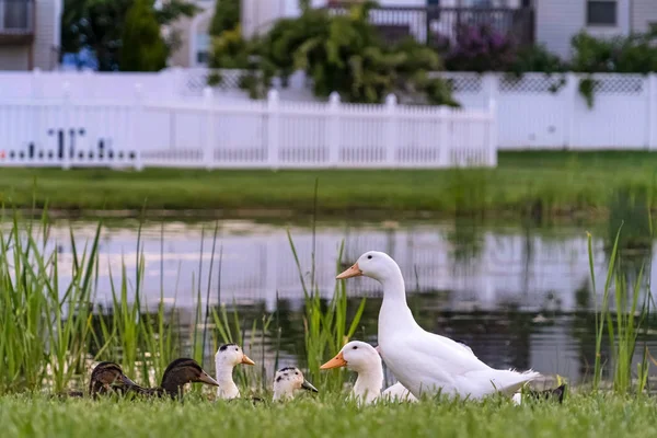 Close up de patos brancos e marrons em um terreno gramado ao lado de uma lagoa brilhante — Fotografia de Stock