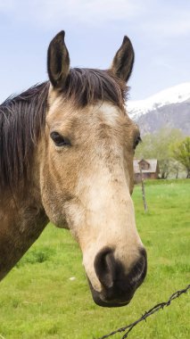 Dikey uzun boylu Dikenli tel çit yanında siyah yelesi ile kahverengi bir at yakın