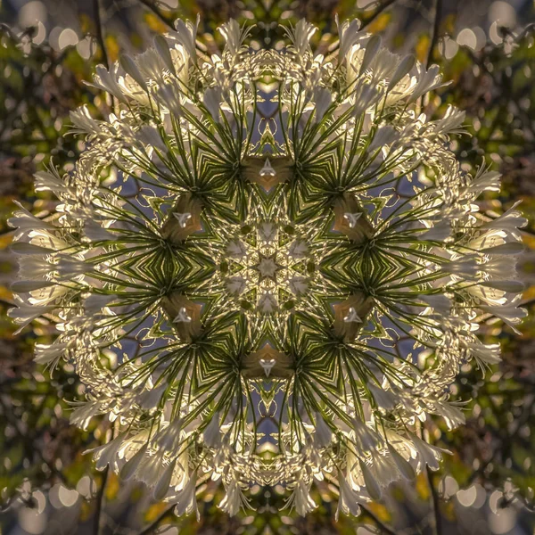 Kształt kopuły wykonany z białych kwiatów w Kalifornii ze złotym oświetleniem na odblaskowym lustrzanym designie — Zdjęcie stockowe