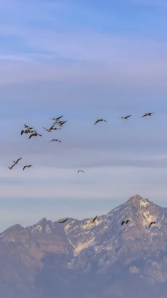 Vertical Flock of birds soaring in the air with cloudy blue sky in the background