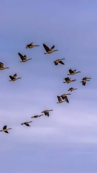 Verticale hoge kudde vogels vliegen tegen wazige blauwe hemel met wolken — Stockfoto