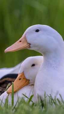 Dikey çerçeve Güneşli bir günde beyaz tüyleri ve sarı gagalı ördeklerin görünümünü kapatın