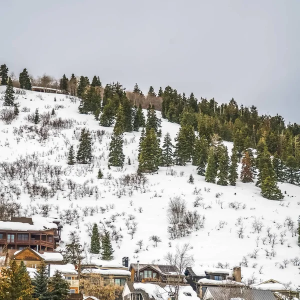Área residencial cuadrada y exuberantes árboles de coníferas en una montaña con nieve en invierno — Foto de Stock