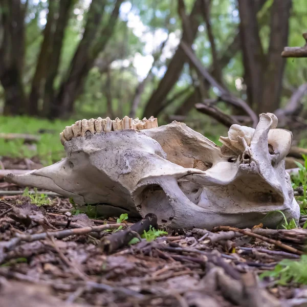 Square frame CLose up of animal skull in the forest ground against blurred trees and sky