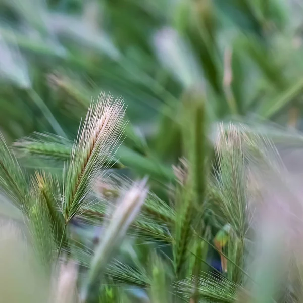 Fyrkantig ram närbild av gröna växter frodas rikligt i vildmarken på en solig dag — Stockfoto