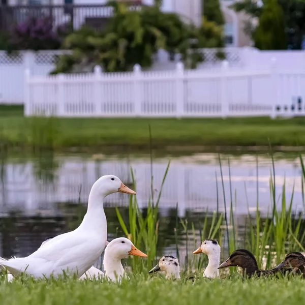 Square Close up of white and brown ducks on a grassy terrain beside a shiny pond — Stock Photo, Image