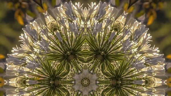 Panorámafotó dóm kör alakú fényvisszaverő fehér virágok Calfiornia — Stock Fotó