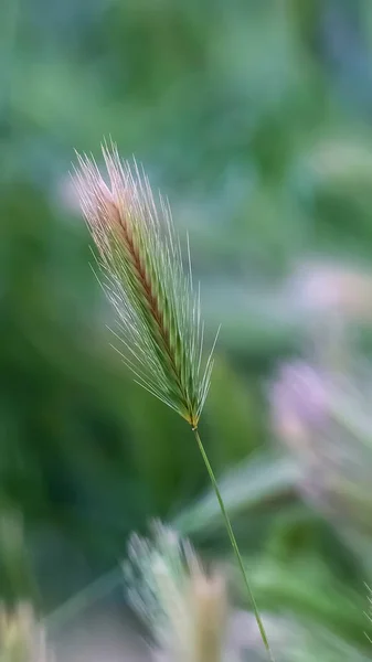Vertical Close up of grasses with slim green stems topped with thread like white spikes — Stock Photo, Image