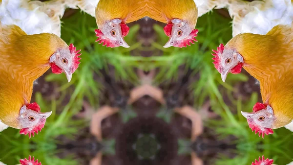 Панорама Оранжевая голова курицы отражается восемь раз — стоковое фото