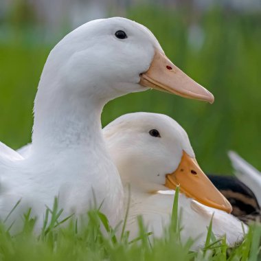 Kare çerçeve Canlı yeşil otlarla kaplı bir araziüzerinde oturan beyaz ördeklerin yakın çekim