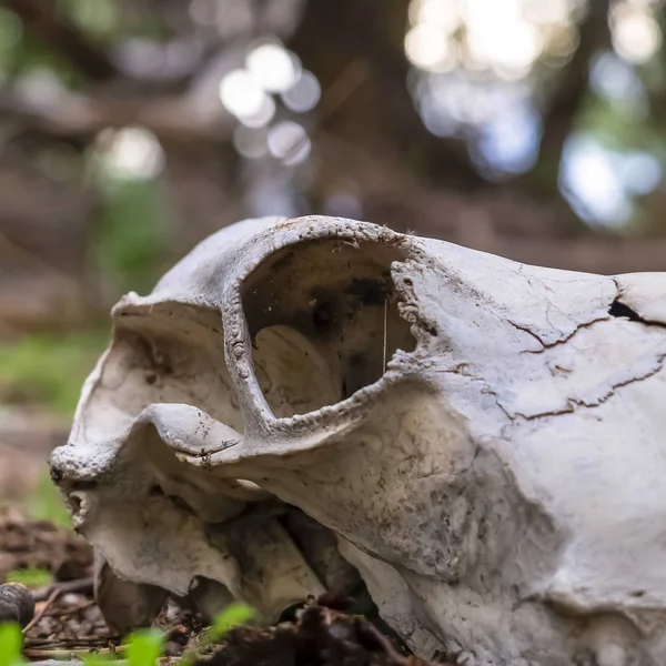 Square Close up of white skull and teeth of a dead animal lying on the forest floor — Stock Photo, Image
