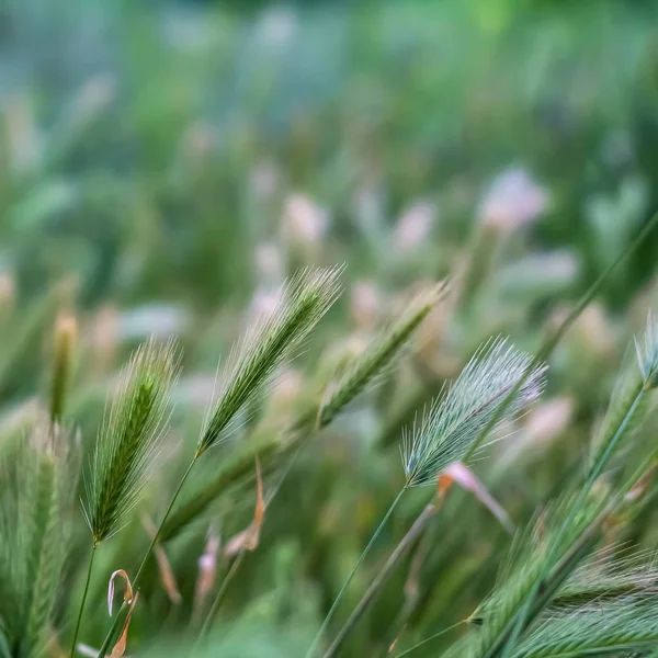 Закрыть вид на зеленые растения тонкими стеблями, увенчанными тонкими белыми шпильками — стоковое фото