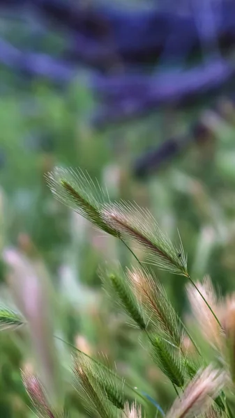Verticaal frame close-up van weelderige groene grassen die groeien in de boswildernis — Stockfoto