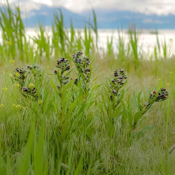 Cornice quadrata Pianta con piccoli fiori rossi e gialli che crescono wmid erbe nel deserto — Foto Stock