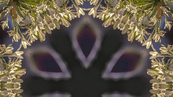 Панорамна рамка Кругла сяюча зірка у формі білих квітів, відображених навколо неї в абстрактному дизайні простору копіювання — стокове фото