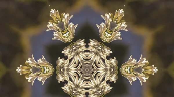 Marco panorámico Forma de estrella abstracta con aspecto circular de copo de nieve hecho de flores blancas capturadas en Calfiornia —  Fotos de Stock