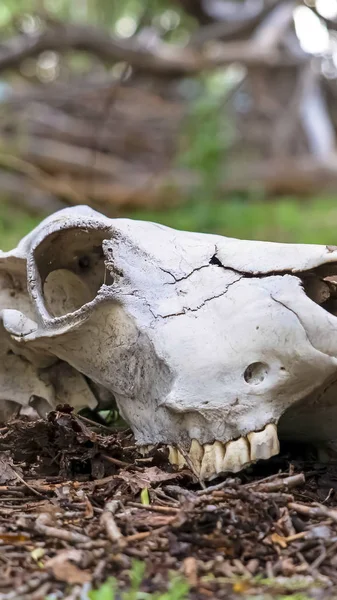 Vertical frame White skull of a dead animal in the forest with trees in the blurry background