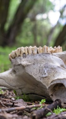 Dikey çerçeve Bulanık ağaç gövdeleri ve gökyüzüne karşı ormanda bir hayvan kafatası yakın