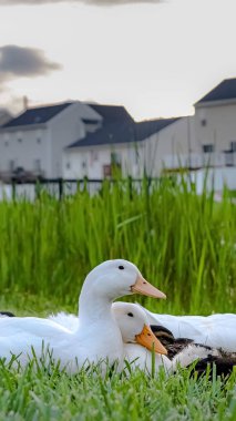 Dikey çerçeve Bir gölet yakınındaki çimenli araziüzerinde beyaz ördekler ve kahverengi ördek yavruları yakın