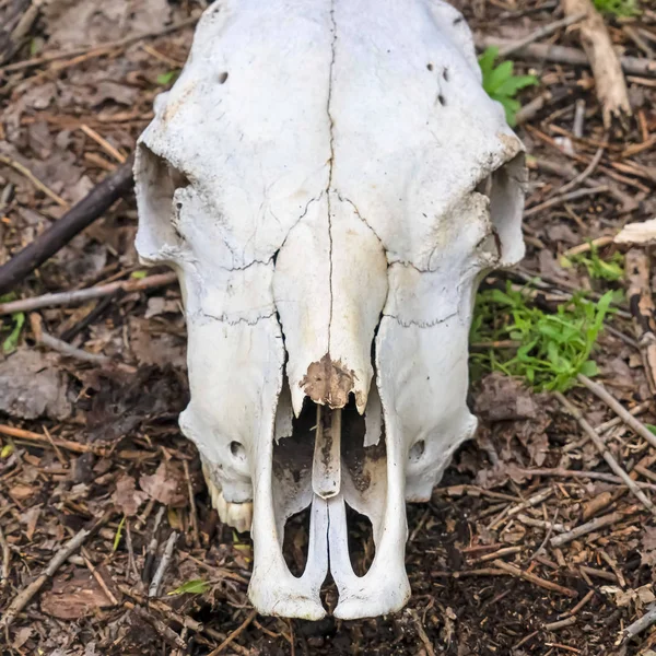 Square frame Top view close up of the white skull of a dead animal in the wilderness