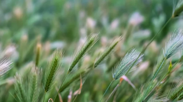 Panoráma Close Up kilátás a zöld növények, vékony szár tetején vékony fehér tüskék — Stock Fotó