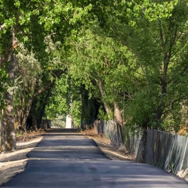 Kare Kare çerçeve Güneşli bir yol üzerinde bir gölgelik oluşturan yükselen ağaçların bol yeşil yaprakları