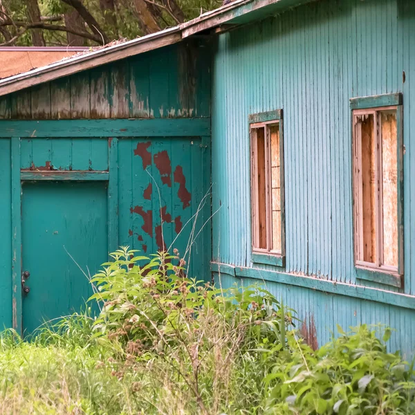 Квадратний зовнішній вигляд сараю в лісі з пошкодженим дахом і очищенням зеленої фарби на стіні — стокове фото