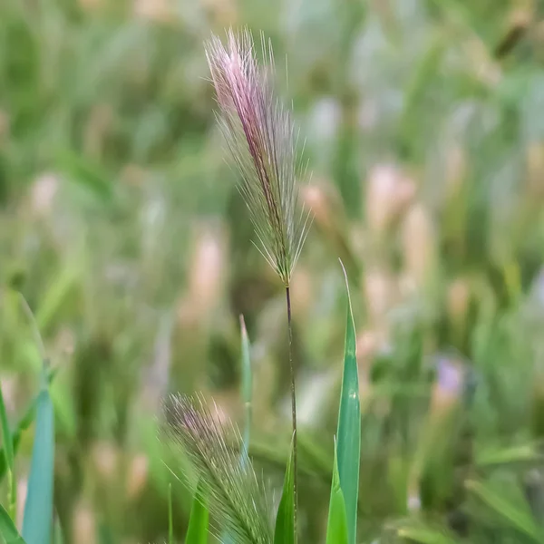 Quadratische Nahaufnahme von leuchtend grünen Gräsern, die in der Wildnis reichlich wachsen — Stockfoto