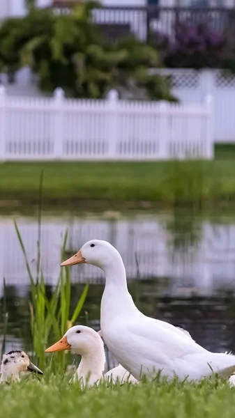 Vertical Close up de patos brancos e marrons em um terreno gramado ao lado de uma lagoa brilhante — Fotografia de Stock