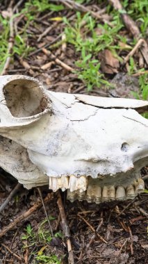 Dikey çerçeve Orman zemininde yatan ölü bir hayvanın beyaz kafatasının görünümünü kapatın
